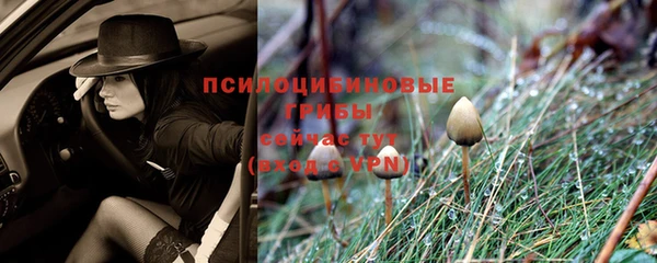 PSILOCYBIN Зеленодольск